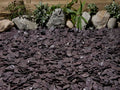 Plum Slate